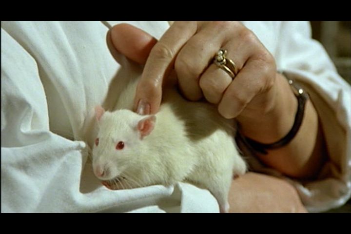 rat de laboratoire